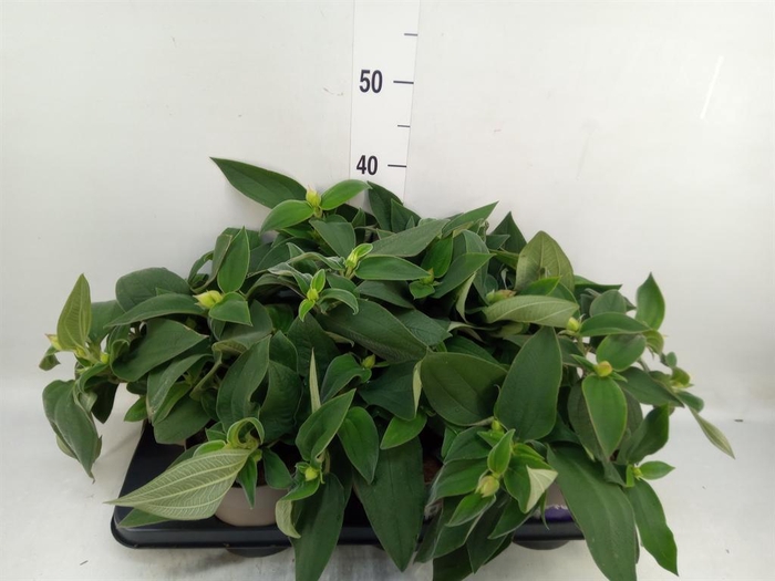 <h4>Tibouchina urvilleana 'Rich Blue'</h4>