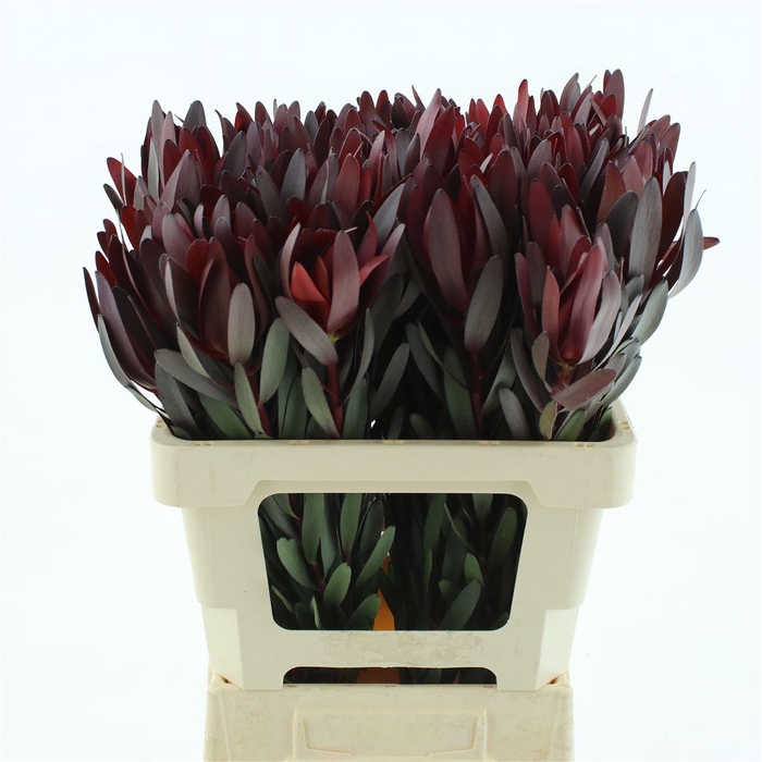 <h4>Leucad Safari Sunset Super</h4>