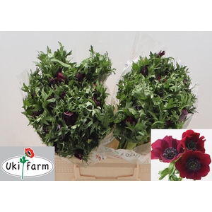 ANEM CO GALIL BORDEAUX