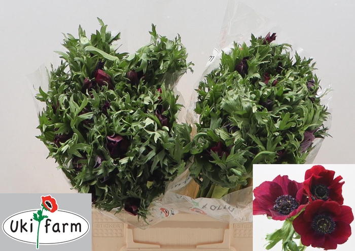 <h4>ANEM CO GALIL BORDEAUX</h4>