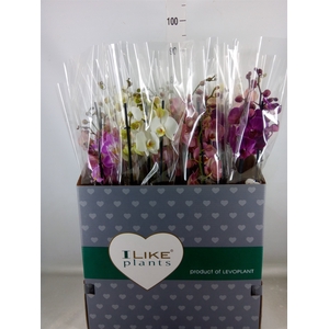 Phalaenopsis   ...mix