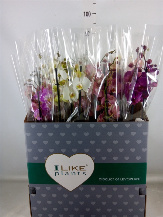 <h4>Phalaenopsis   ...mix</h4>