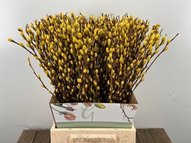 <h4>SALIX OV KLB H%</h4>