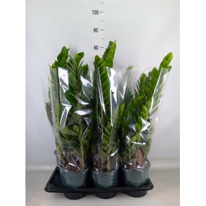 Zamioculcas zamiifolia