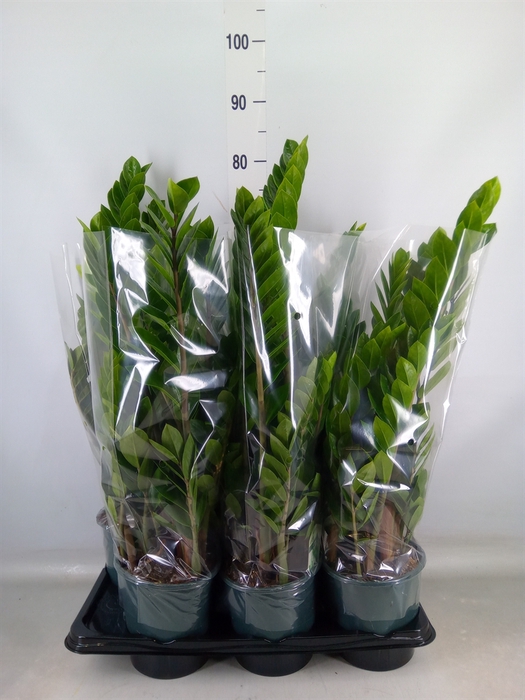 <h4>Zamioculcas zamiifolia</h4>