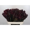 Leucadendron Saf Sunset Dark R.