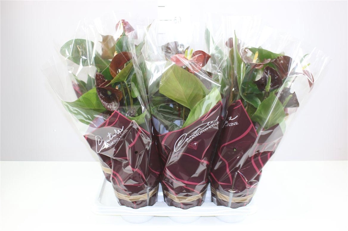 <h4>Anth An Tranquillo A2</h4>