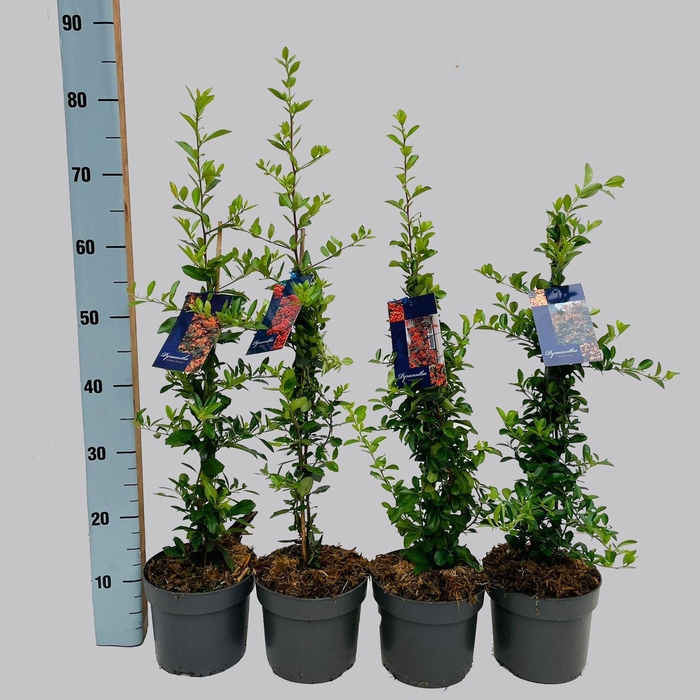 Pyracantha