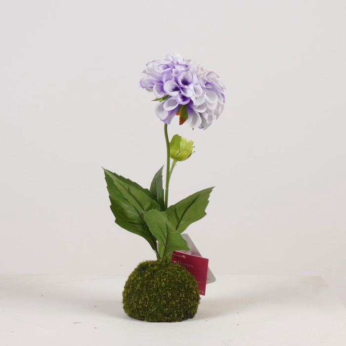 <h4>AF Dahlia x2/Moss Ball H27cm W</h4>