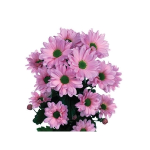 CHRYSANTHEMUM TR 'KATINKA'
