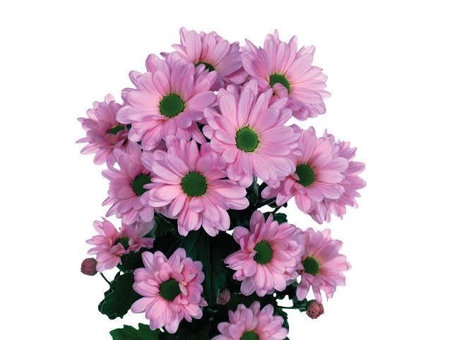 <h4>CHRYSANTHEMUM TR 'KATINKA'</h4>