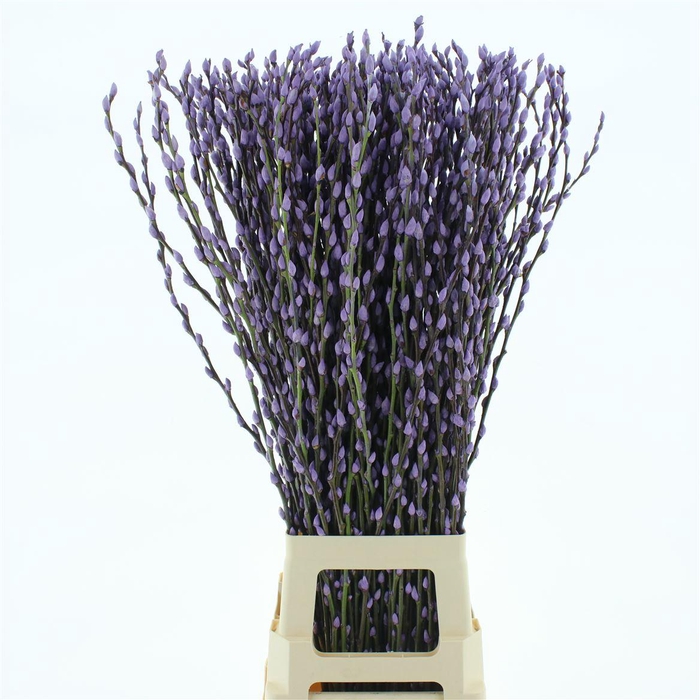 <h4>Salix Snow Flake Klb Milka</h4>