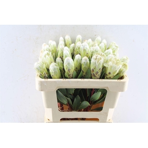 Protea Mundii