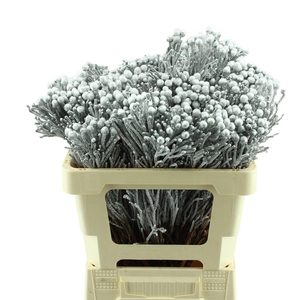 Kaaps Brunia Silver Zilver