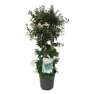 Solanum Jasminoides piramide