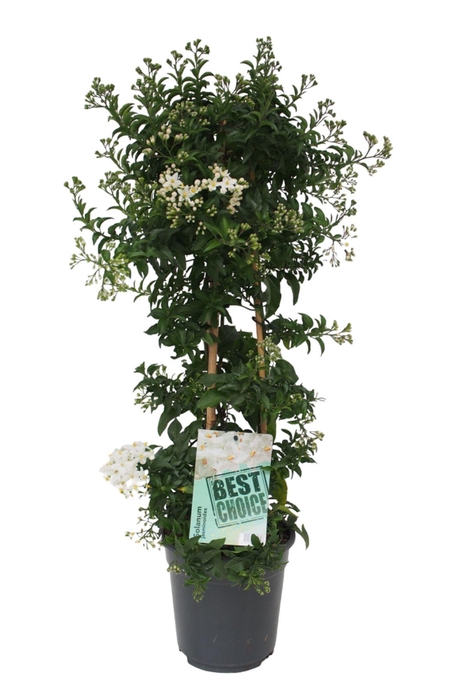 <h4>Solanum Jasminoides piramide</h4>