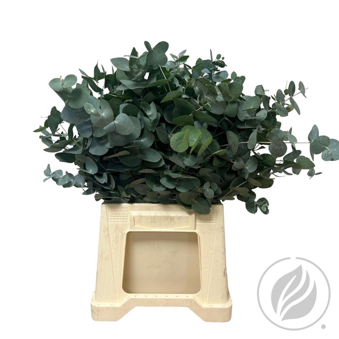 Euca Cinerea Short 150gr