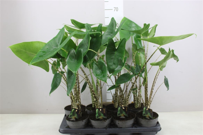 <h4>Alocasia Zebrina</h4>