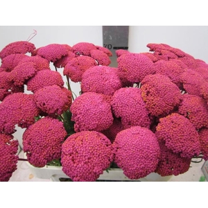 Achillia Cerise