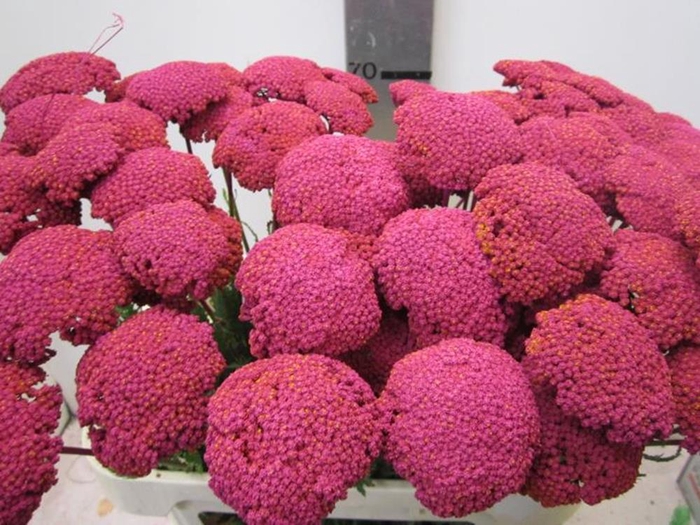 <h4>Achillia Cerise</h4>