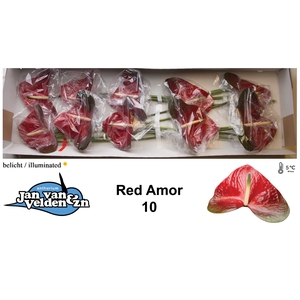 Anthurium Red Amor