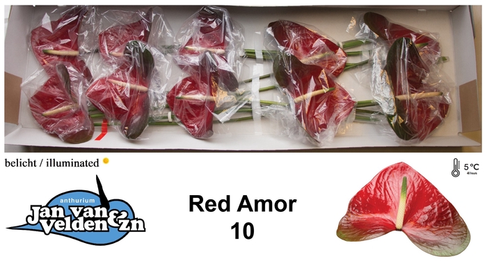 <h4>ANTH A RED AMOR</h4>