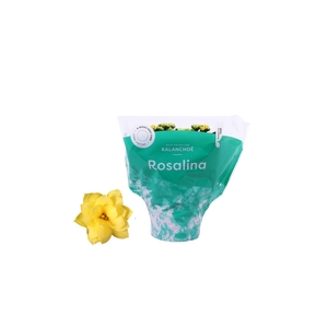 Kalanchoe Rosalina 15cm Don Amarillo geel