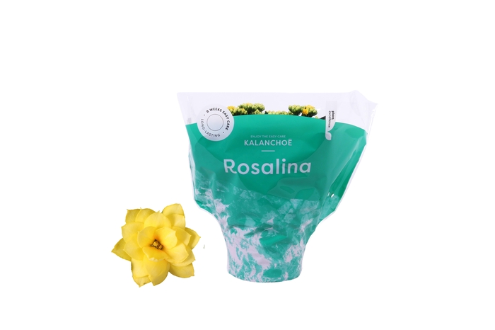 <h4>Kalanchoe Rosalina 15cm Don Amarillo geel</h4>