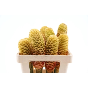 ZINGIBER SHAMPOO GIN