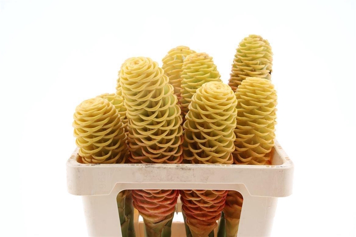 <h4>ZINGIBER SHAMPOO GIN</h4>