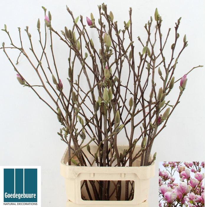 <h4>MAGNOLIA GRANDIFLORA</h4>