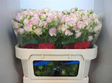 <h4>R Tr Dinara</h4>