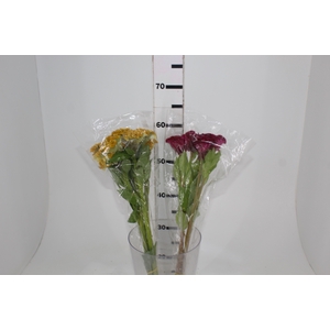 CELOSIA CRISTATA VARIADO 060 CM MISTO