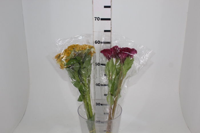<h4>CELOSIA CRISTATA VARIADO 060 CM MISTO</h4>