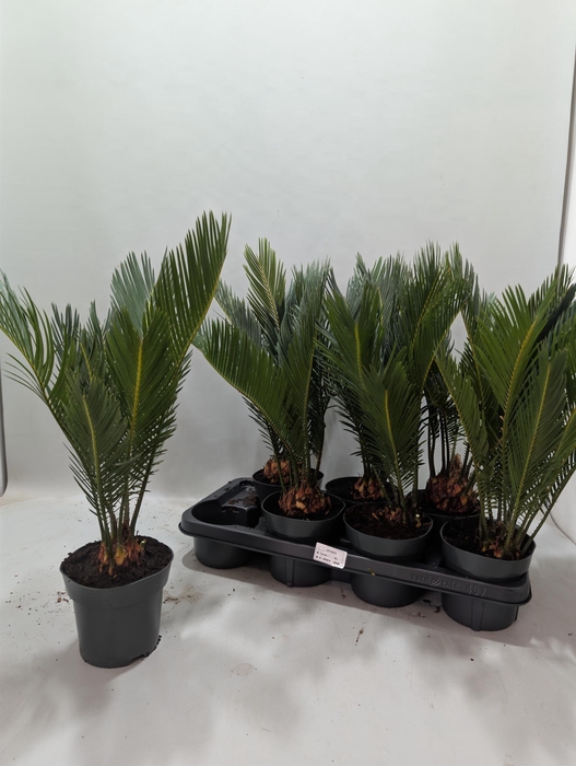 <h4>CYCAS REVOLUTA</h4>