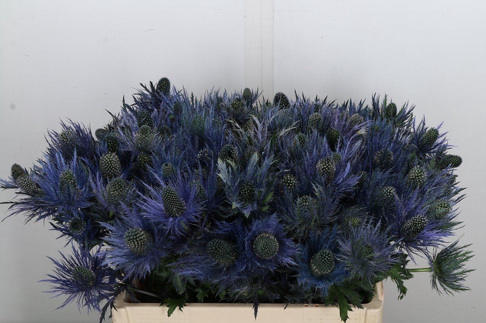 <h4>Eryngium alp.</h4>