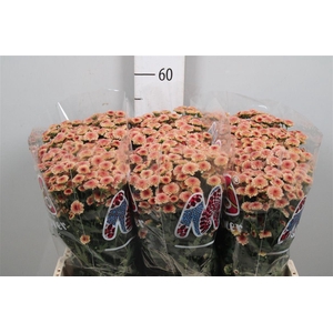 Chr S Mad Tyolo Salm