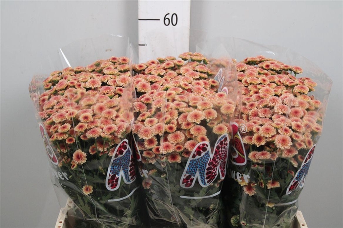 <h4>Chr S Mad Tyolo Salm</h4>