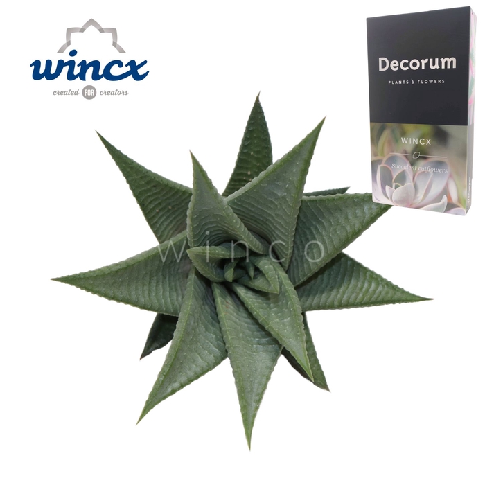 <h4>Haworthia Roux Cutflower Wincx-8cm</h4>