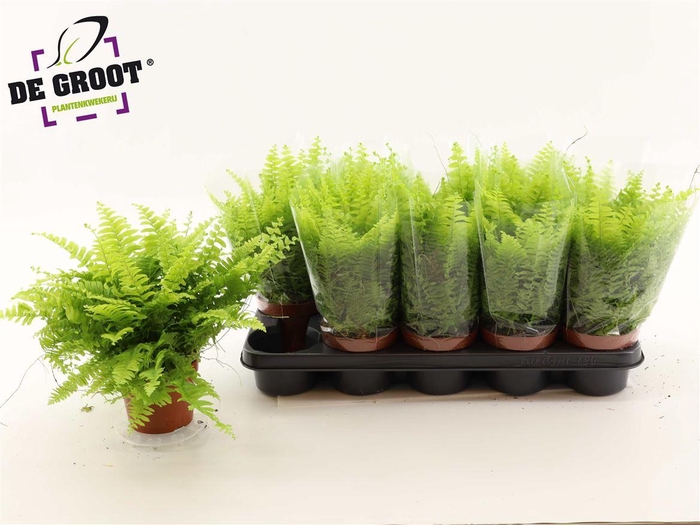 arr8 Nephr Ex Bos Bl Bell