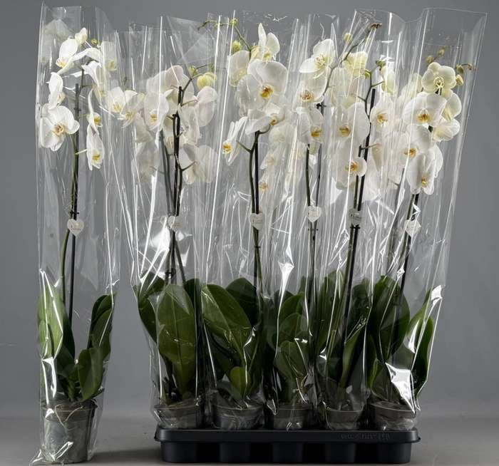 <h4>PHAL OV WIT</h4>