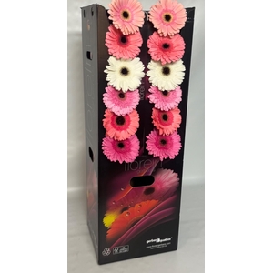 Gerbera Mix 4 kleuren Aquabox