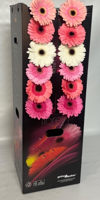 <h4>Gerbera aquabox mix pink</h4>