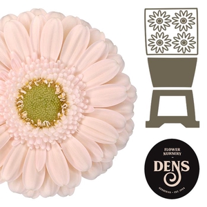 Germini Alix-Noor Diamond