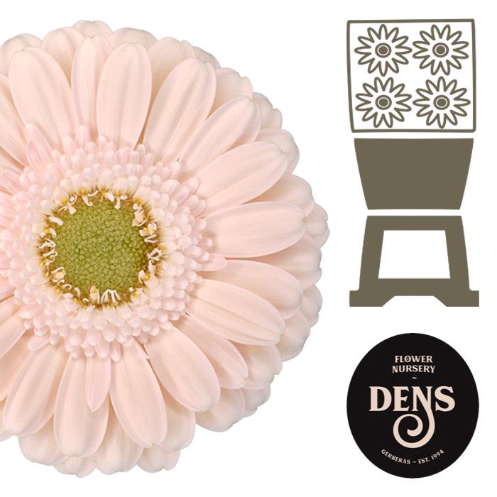 <h4>Germini Alix-Noor Diamond</h4>