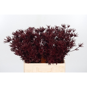 Eryn Orion Kl Bh Bordeaux