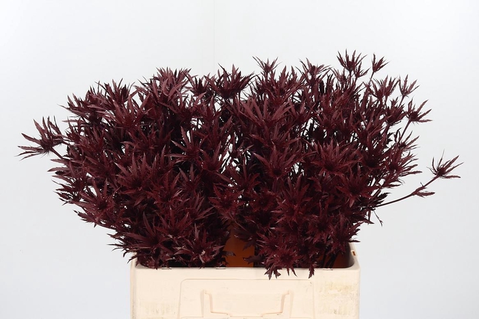 <h4>Eryn Orion Kl Bh Bordeaux</h4>