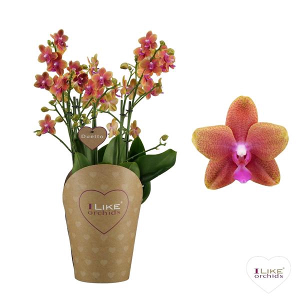 <h4>Duetto Bolgheri Multi 60+ (scented)</h4>