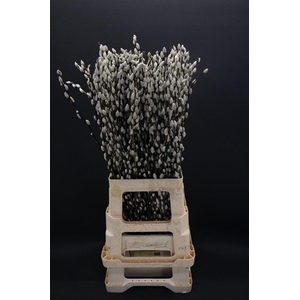 Salix Snow Flake 70cm