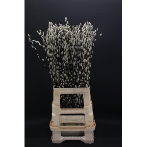 Salix Caprea Snow Flake 70cm